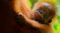 Secret Lives of Orangutans streaming